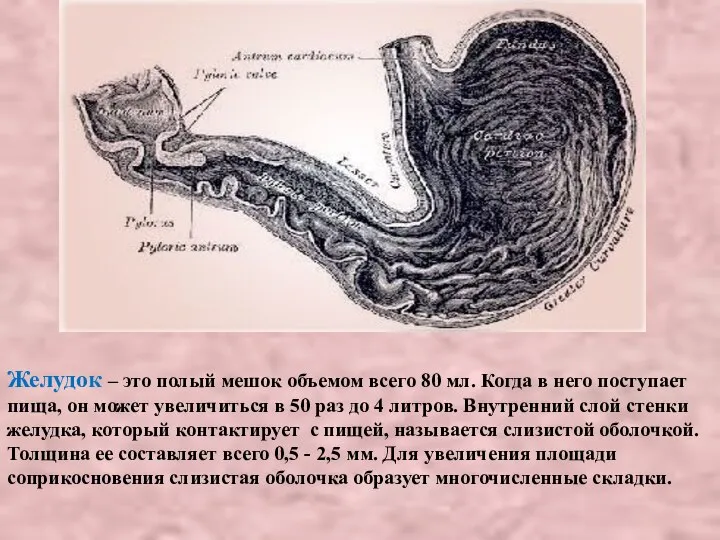 Желудок – это полый мешок объемом всего 80 мл. Когда в него