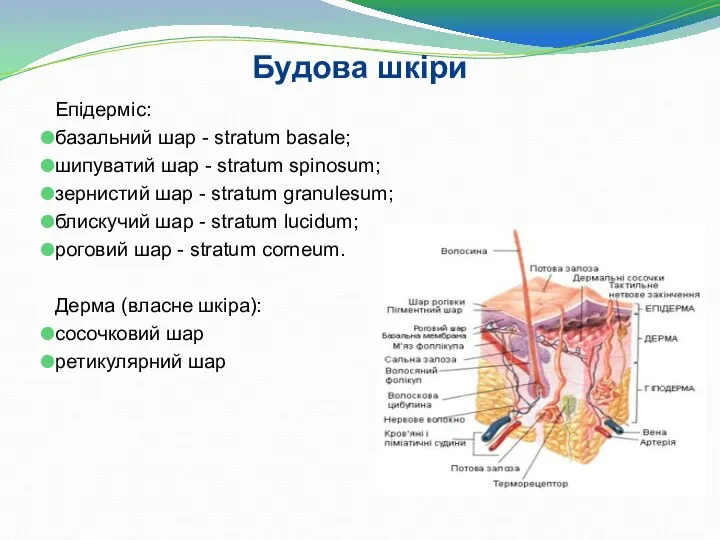 Епідерміс: базальний шар - stratum basale; шипуватий шар - stratum spinosum; зернистий