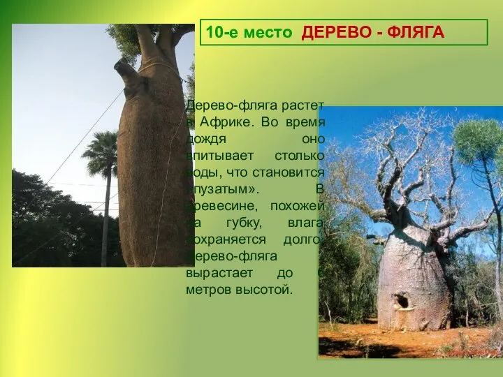 10-е место ДЕРЕВО - ФЛЯГА Дерево-фляга растет в Африке. Во время дождя