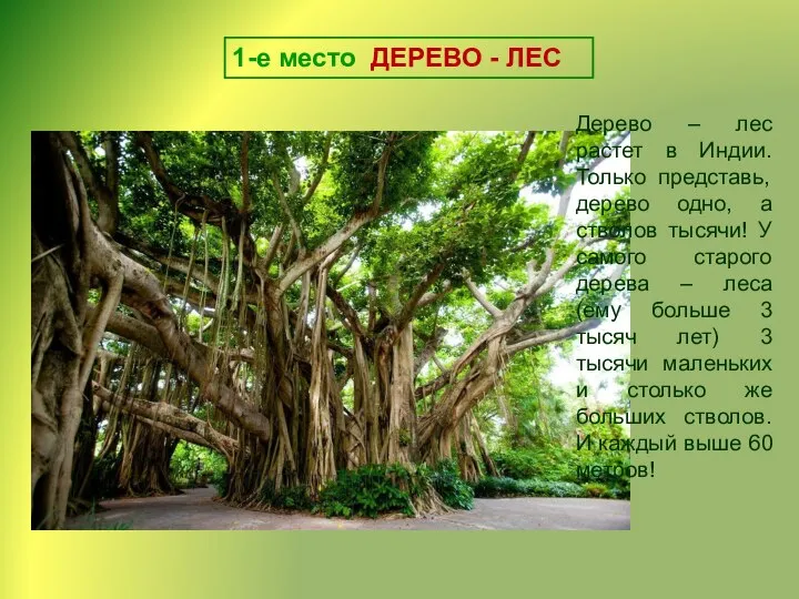1-е место ДЕРЕВО - ЛЕС Дерево – лес растет в Индии. Только