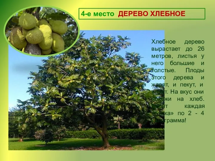 4-е место ДЕРЕВО ХЛЕБНОЕ Хлебное дерево вырастает до 26 метров, листья у