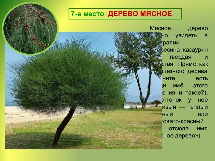 7-е место ДЕРЕВО МЯСНОЕ Мясное дерево можно увидеть в Австралии. Древесина казаурин