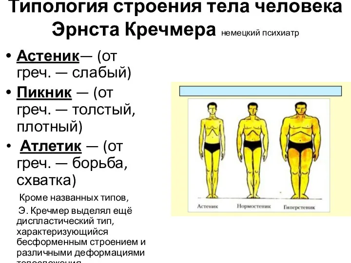 Типология строения тела человека Эрнста Кречмера немецкий психиатр Астеник— (от греч. —