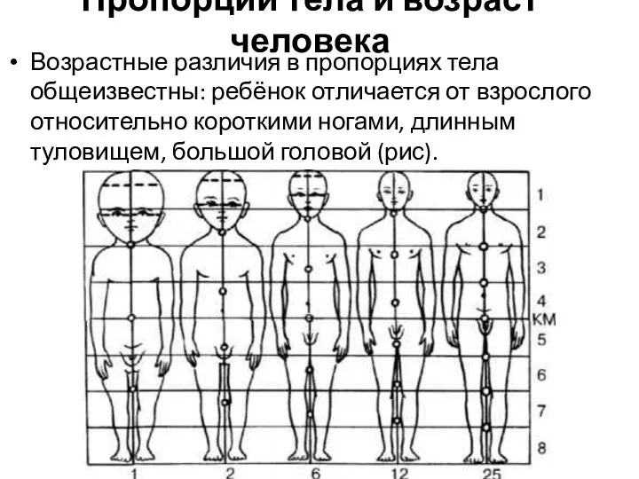 Пропорции тела и возраст человека Возрастные различия в пропорциях тела общеизвестны: ребёнок