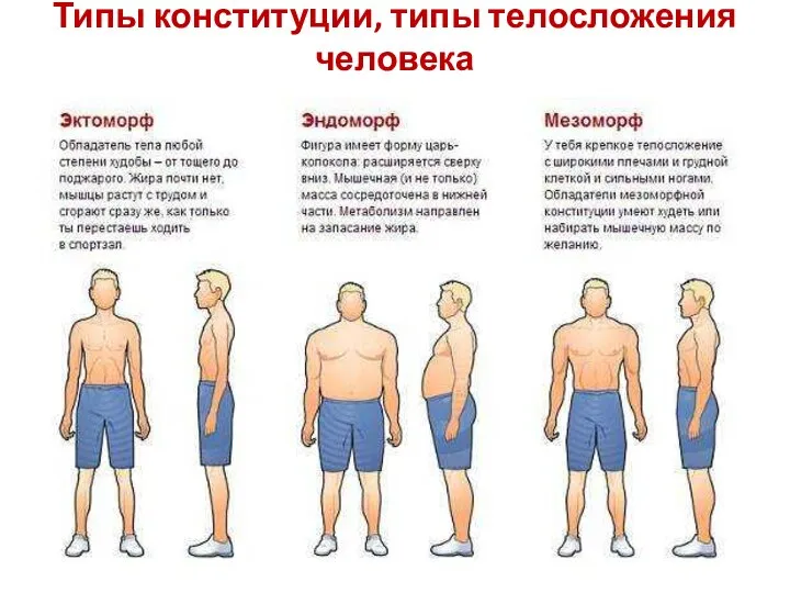 Типы конституции, типы телосложения человека