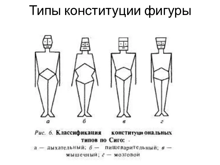 Типы конституции фигуры