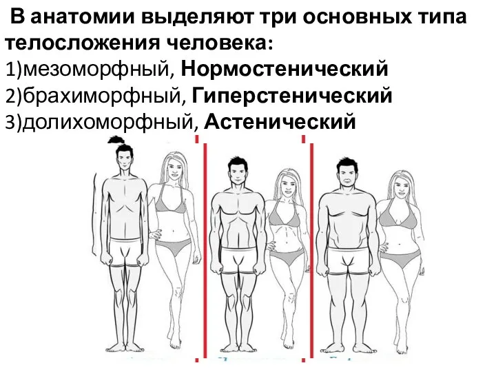 В анатомии выделяют три основных типа телосложения человека: 1)мезоморфный, Нормостенический 2)брахиморфный, Гиперстенический 3)долихоморфный, Астенический