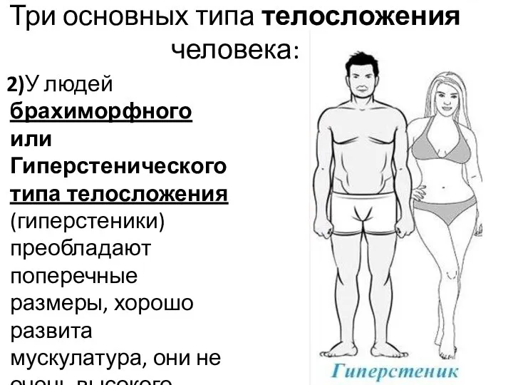 Три основных типа телосложения человека: 2)У людей брахиморфного или Гиперстенического типа телосложения