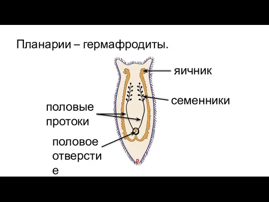 Планарии – гермафродиты. половые протоки семенники яичник половое отверстие