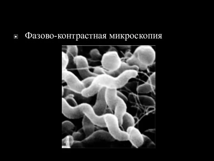 Фазово-контрастная микроскопия