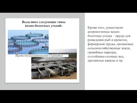 Кроме того, существуют антропогенные водно-болотные угодья – пруды для разведения рыб и