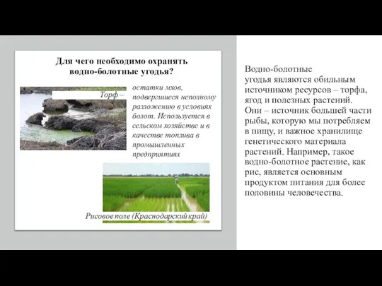 Для чего необходимо охранять водно-болотные угодья? Водно-болотные угодья являются обильным источником ресурсов