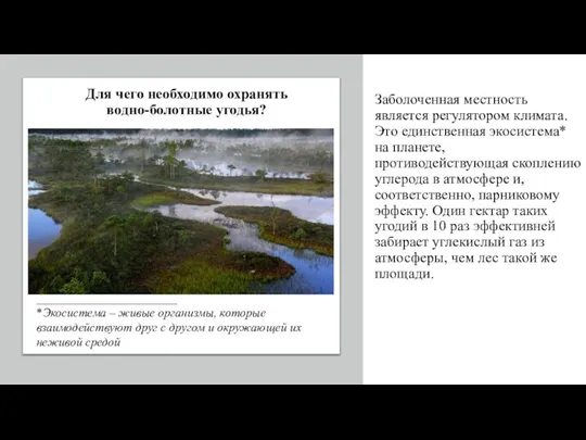 Заболоченная местность является регулятором климата. Это единственная экосистема* на планете, противодействующая скоплению