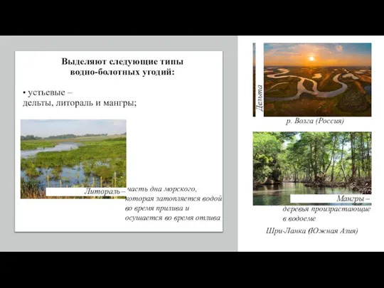 • устьевые – дельты, литораль и мангры; р. Волга (Россия) часть дна