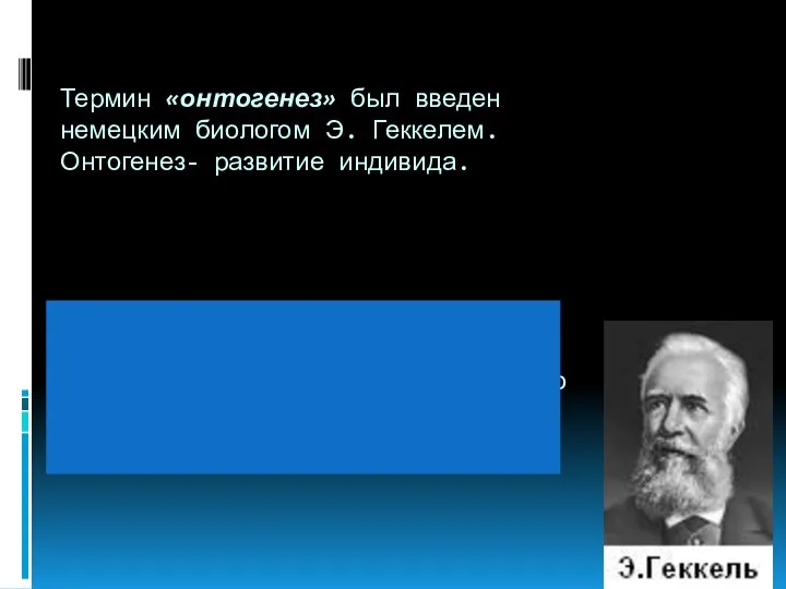 Термин «онтогенез» был введен немецким биологом Э. Геккелем. Онтогенез- развитие индивида. Онтогенез