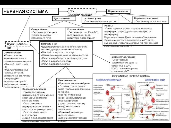 НЕРВНАЯ СИСТЕМА По расположению Периферическая Центральная Функционально Вегетативная Двухнейронность заключительной части нервной