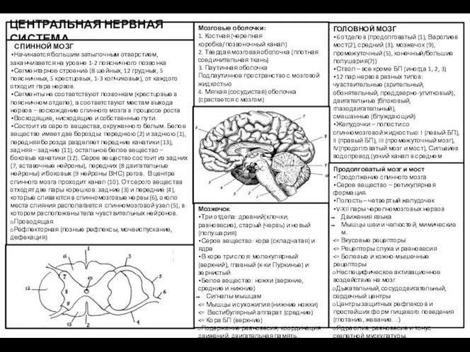 ЦЕНТРАЛЬНАЯ НЕРВНАЯ СИСТЕМА Мозговые оболочки: 1. Костная (черепная коробка/позвоночный канал) 2. Твердая