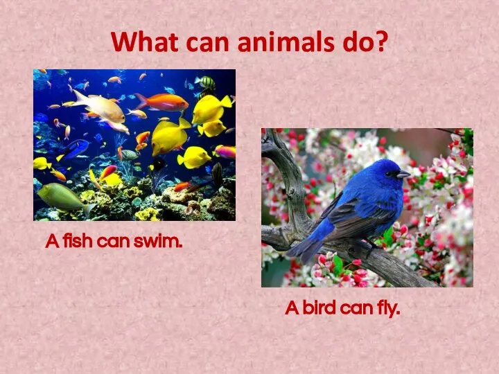 What can animals do? A fish can swim. A bird can fly.