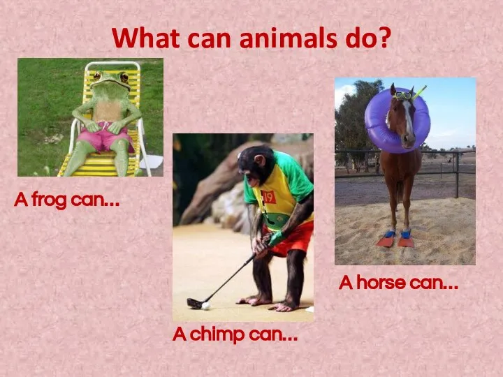 What can animals do? A frog can… A chimp can… A horse can…