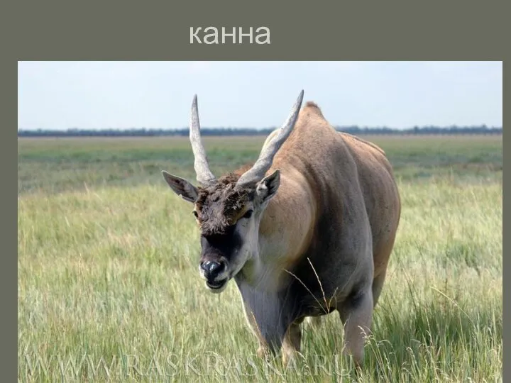 канна