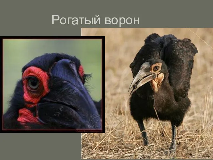 Рогатый ворон