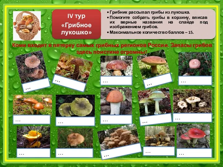 Коми входит в пятерку самых грибных регионов России. Запасы грибов здесь поистине