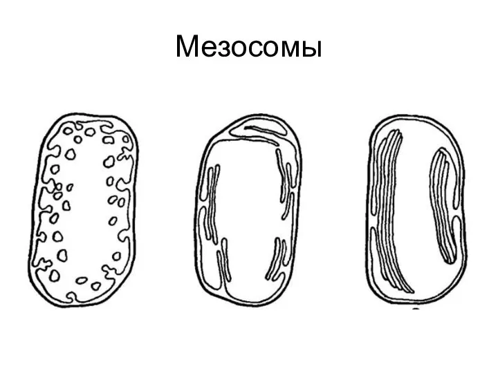 Мезосомы