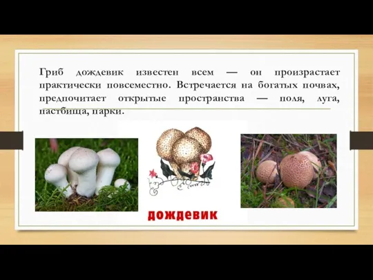 Гриб дождевик известен всем — он произрастает практически повсеместно. Встречается на богатых