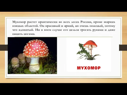 Мухомор растет практически во всех лесах России, кроме жарких южных областей. Он