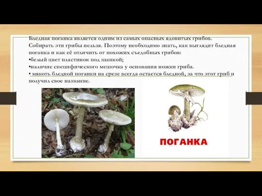 Бледная поганка является одним из самых опасных ядовитых грибов. Собирать эти грибы