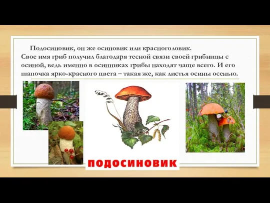 Подосиновик, он же осиновик или красноголовик. Свое имя гриб получил благодаря тесной