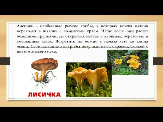 Лисички - необычные рыжие грибы, у которых ножка плавно переходит в шляпку