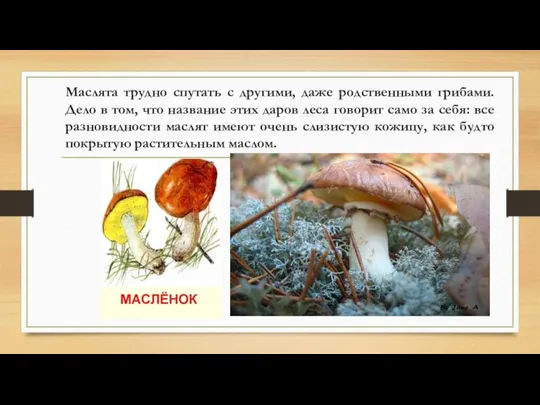 Маслята трудно спутать с другими, даже родственными грибами. Дело в том, что