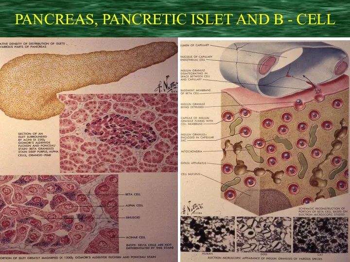 PANCREAS, PANCRETIC ISLET AND B - CELL