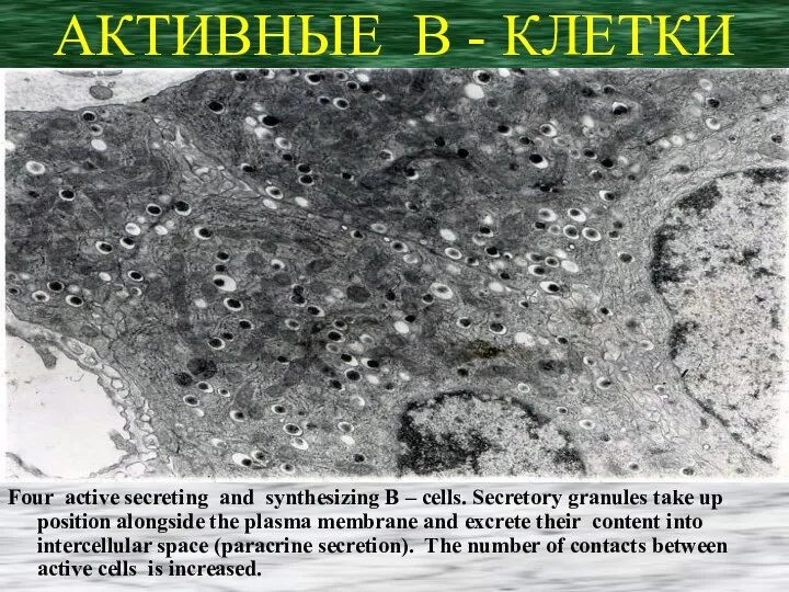 АКТИВНЫЕ В - КЛЕТКИ Four active secreting and synthesizing B – cells.