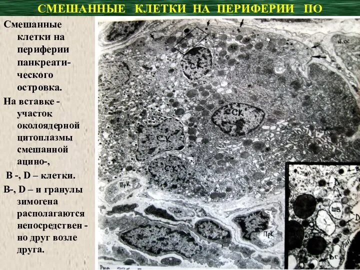 СМЕШАННЫЕ КЛЕТКИ НА ПЕРИФЕРИИ ПО Смешанные клетки на периферии панкреати-ческого островка. На