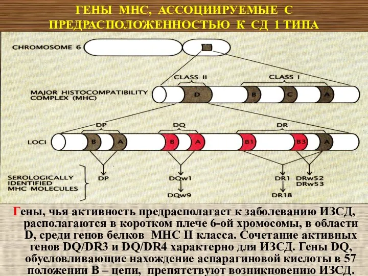 ГЕНЫ МНС, АССОЦИИРУЕМЫЕ С ПРЕДРАСПОЛОЖЕННОСТЬЮ К СД 1 ТИПА Гены, чья активность