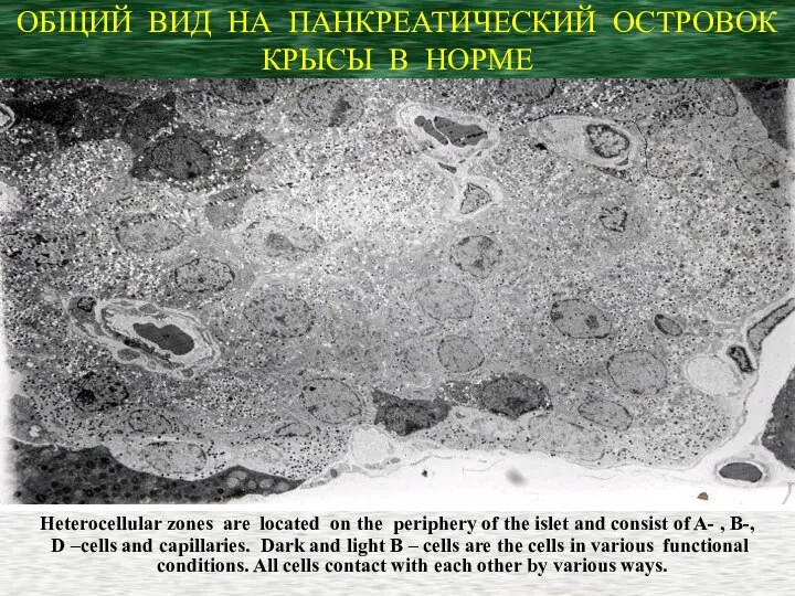 ОБЩИЙ ВИД НА ПАНКРЕАТИЧЕСКИЙ ОСТРОВОК КРЫСЫ В НОРМЕ Heterocellular zones are located