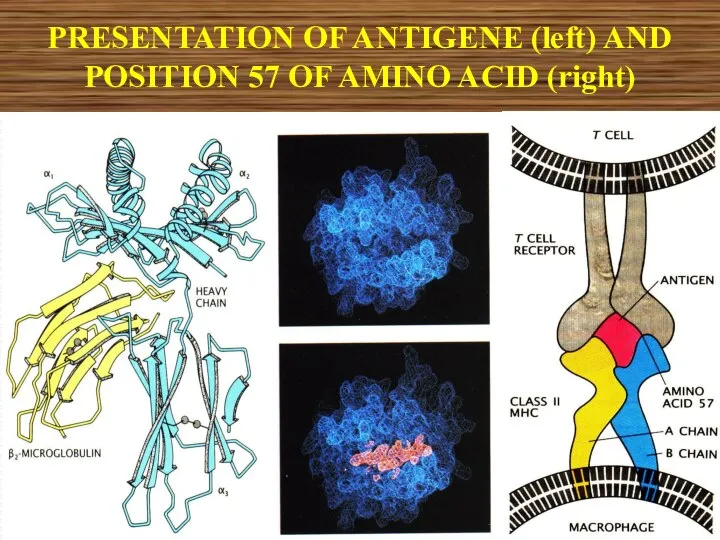 PRESENTATION OF ANTIGENE (left) AND POSITION 57 OF AMINO ACID (right)