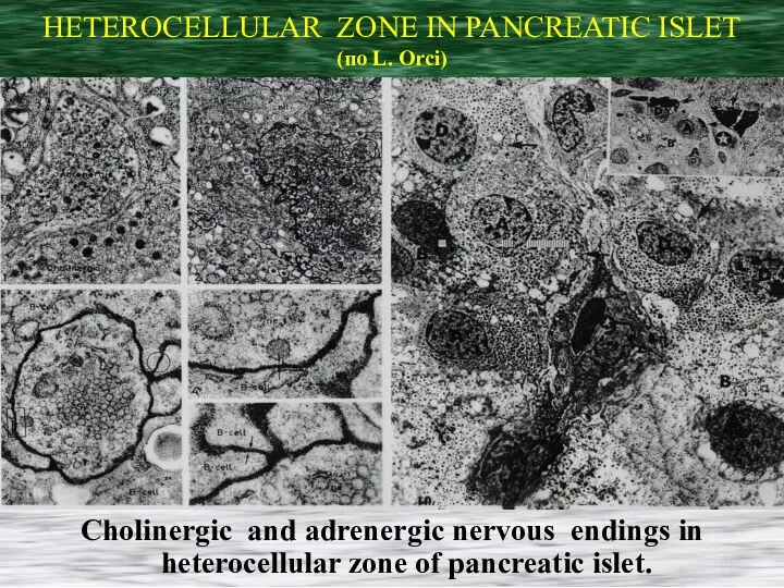 HETEROCELLULAR ZONE IN PANCREATIC ISLET (по L. Orci) Cholinergic and adrenergic nervous