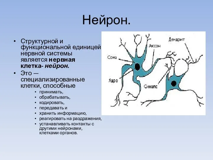 Нейрон. Структурной и функциональной единицей нервной системы является нервная клетка- нейрон. Это