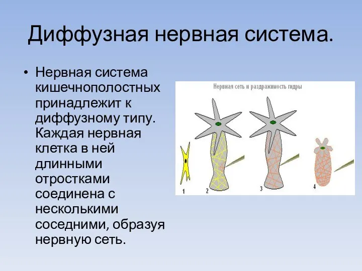 Диффузная нервная система. Нервная система кишечнополостных принадлежит к диффузному типу. Каждая нервная