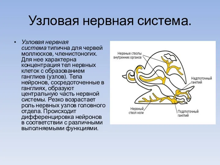 Узловая нервная система. Узловая нервная система типична для червей моллюсков, членистоногих. Для