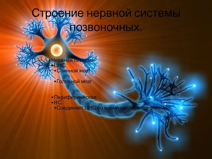Строение нервной системы позвоночных. Нервная система ЦНС Спинной мозг Головной мозг Периферическая