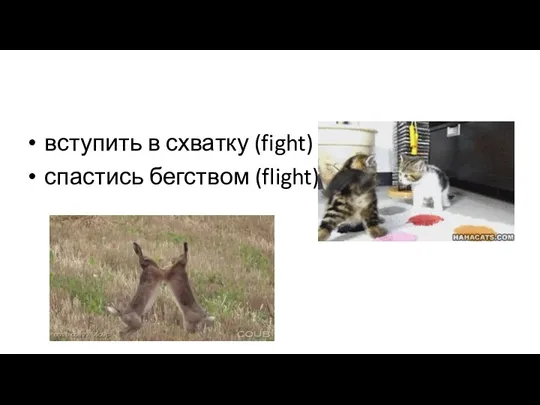 вступить в схватку (fight) спастись бегством (flight)