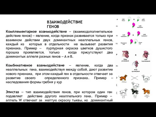 ВЗАИМОДЕЙСТВИЕ ГЕНОВ Комплементарное взаимодействие – (взаимодополнительное действие генов) – явление, когда признак