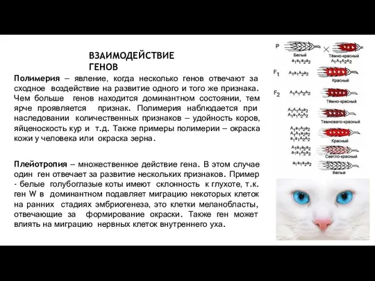 Полимерия – явление, когда несколько генов отвечают за сходное воздействие на развитие