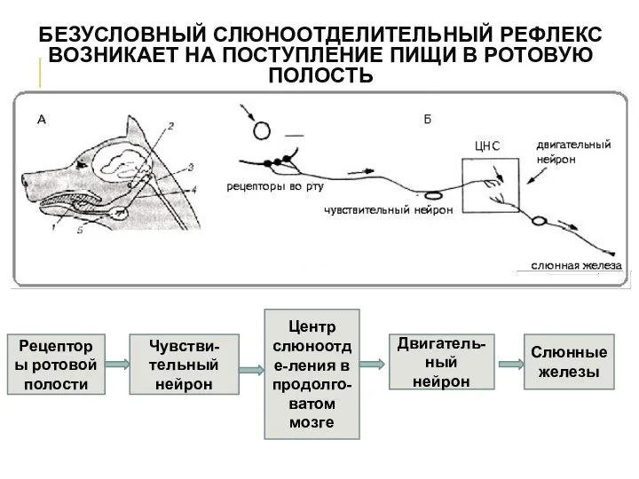 БЕЗУСЛОВНЫЙ СЛЮНООТДЕЛИТЕЛЬНЫЙ РЕФЛЕКС ВОЗНИКАЕТ НА ПОСТУПЛЕНИЕ ПИЩИ В РОТОВУЮ ПОЛОСТЬ Рецепторы ротовой