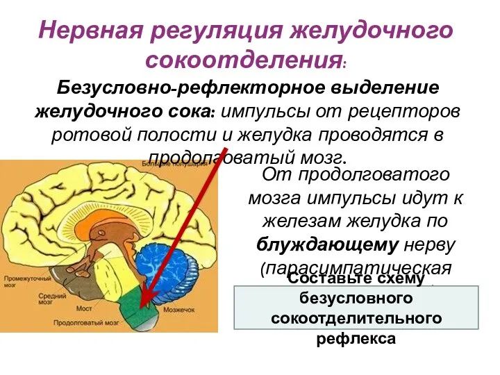 От продолговатого мозга импульсы идут к железам желудка по блуждающему нерву (парасимпатическая