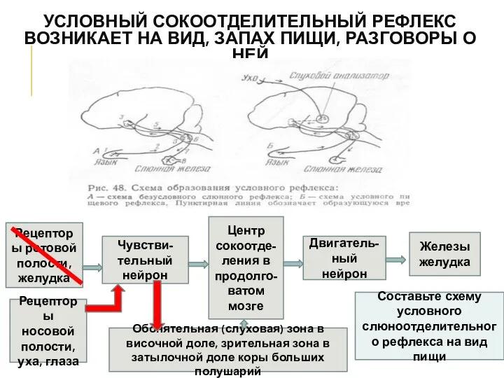 УСЛОВНЫЙ СОКООТДЕЛИТЕЛЬНЫЙ РЕФЛЕКС ВОЗНИКАЕТ НА ВИД, ЗАПАХ ПИЩИ, РАЗГОВОРЫ О НЕЙ Рецепторы